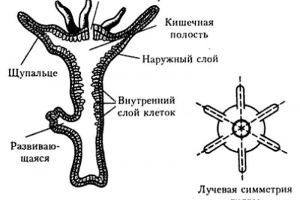 Омг магазин моментальных